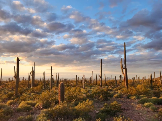 the sonoran desert at sunset