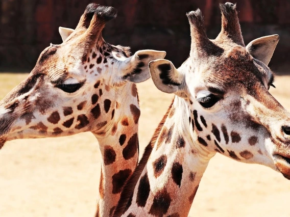 giraffes