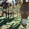 Five burros are standing in a line within a fenced pen, eating green hay. The nearest burro is in focus, while the others stand in a line off its right shoulder.